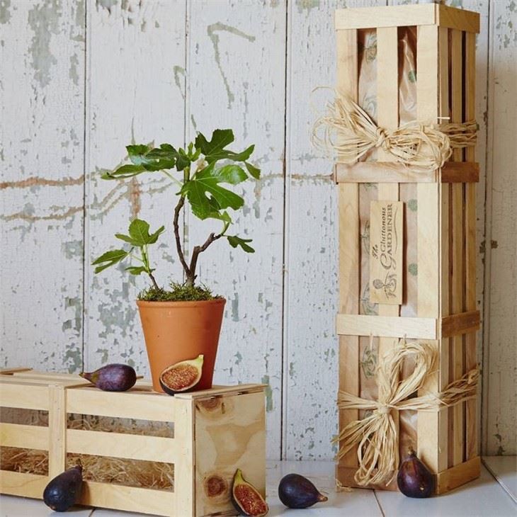 original_fig-the-family-tree-gift(001)